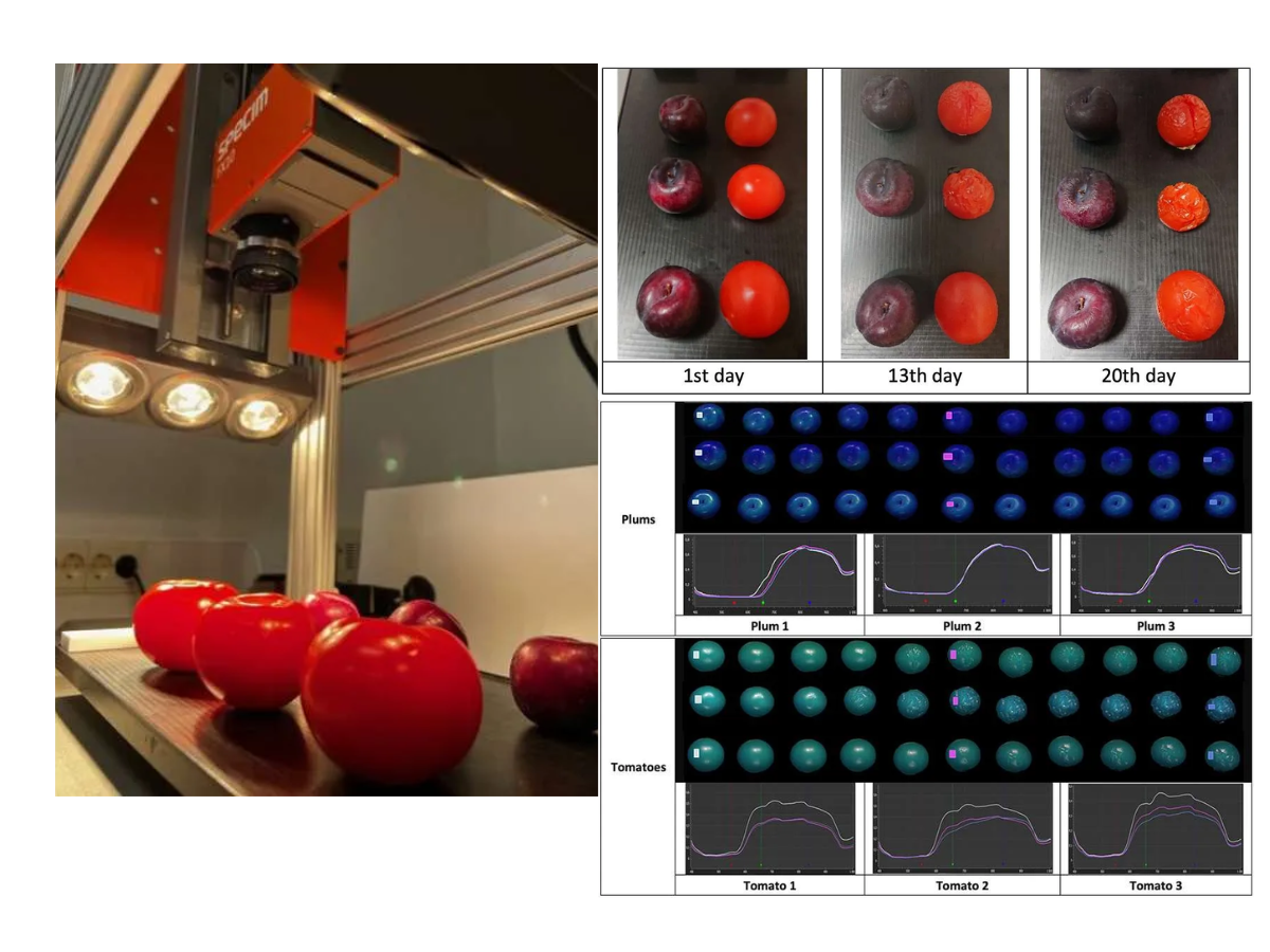 Imaging of tomatoes and plums over 20 days with hyperspectral and RGB imaging, showing spectral changes