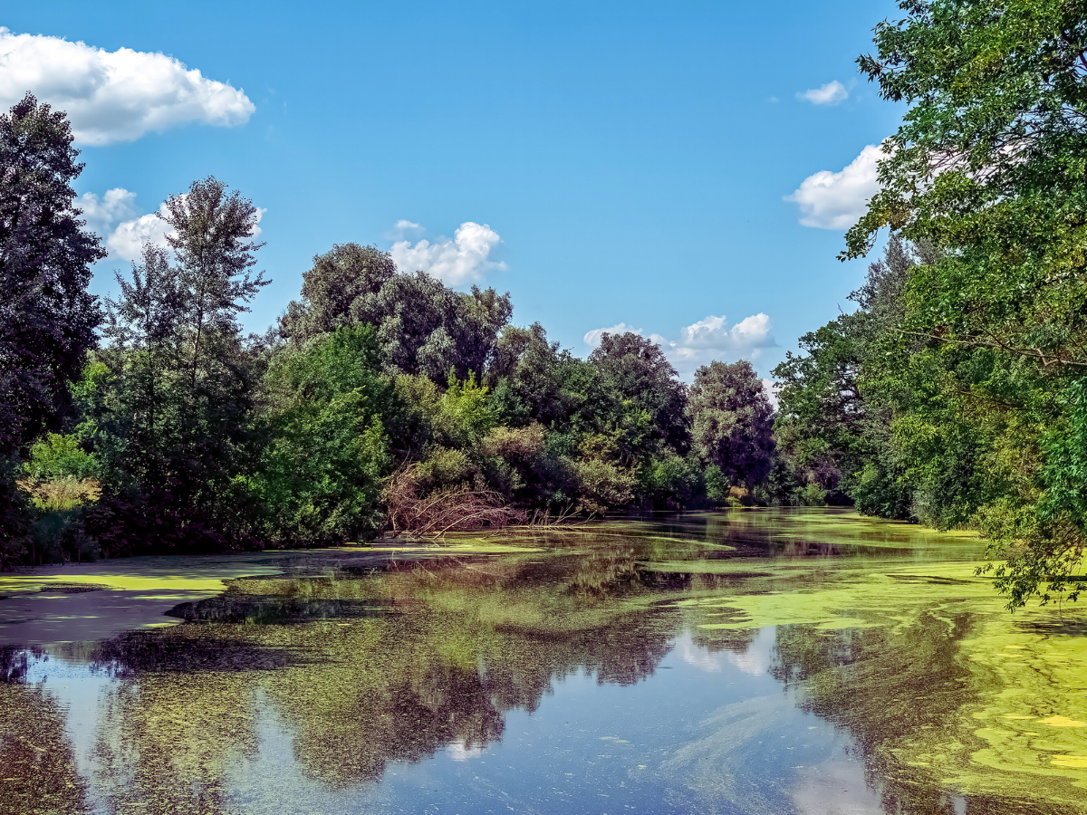 Body of water with algae blooms